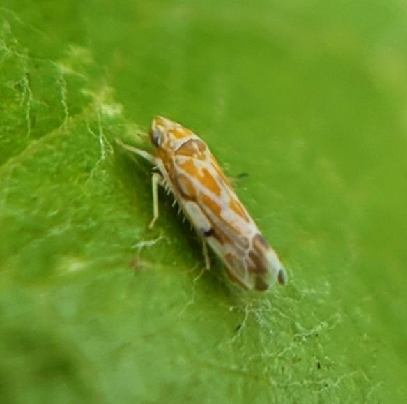 Erasmoneura variabilis