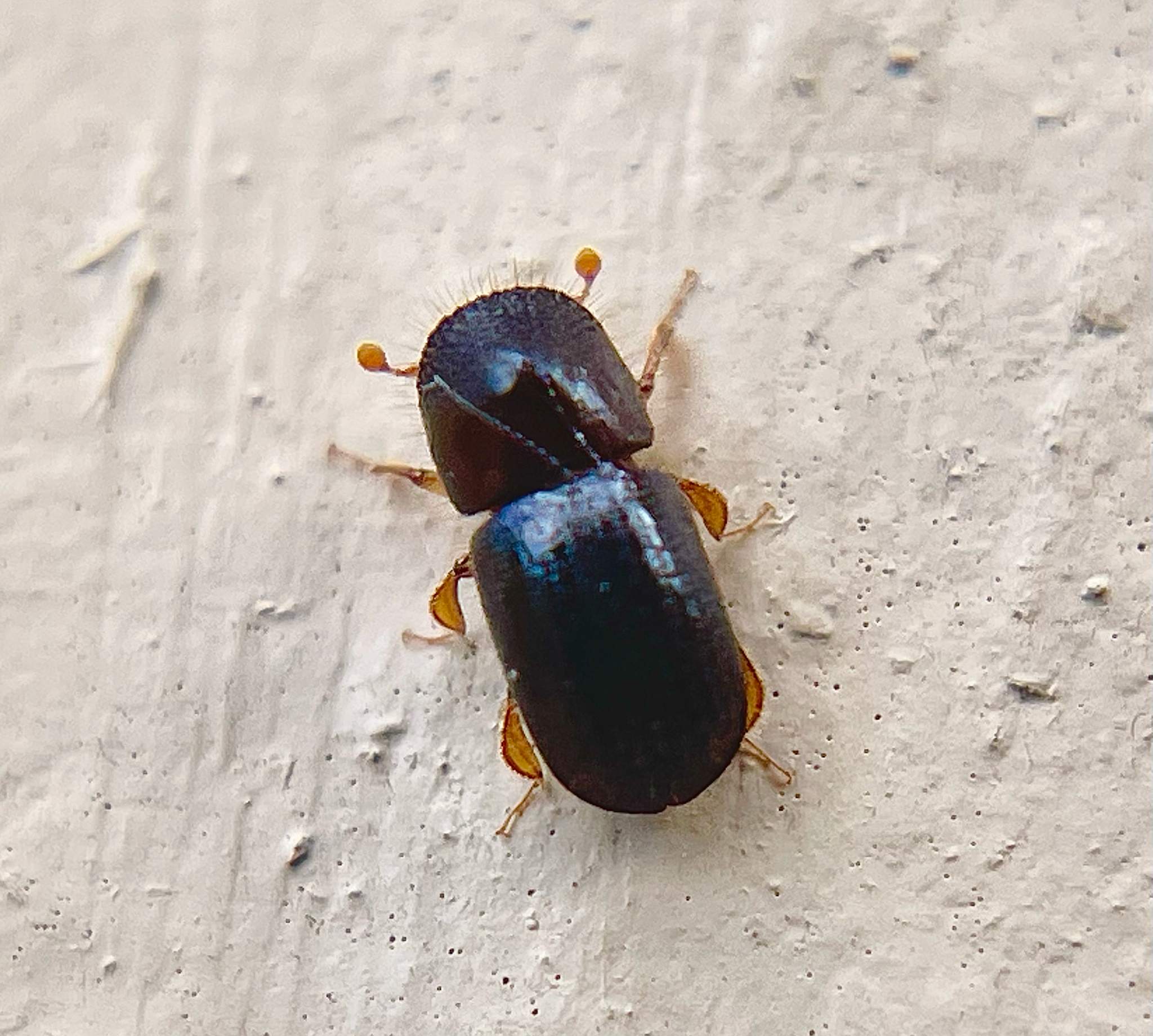 Euwallacea interjectus