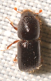 Euwallacea interjectus