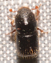 Euwallacea interjectus