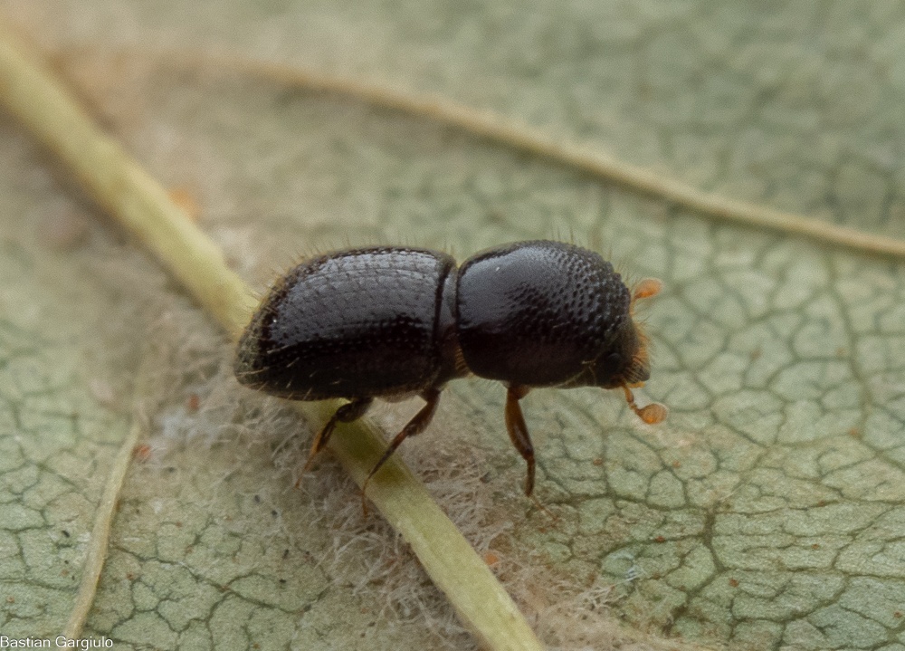 Euwallacea interjectus