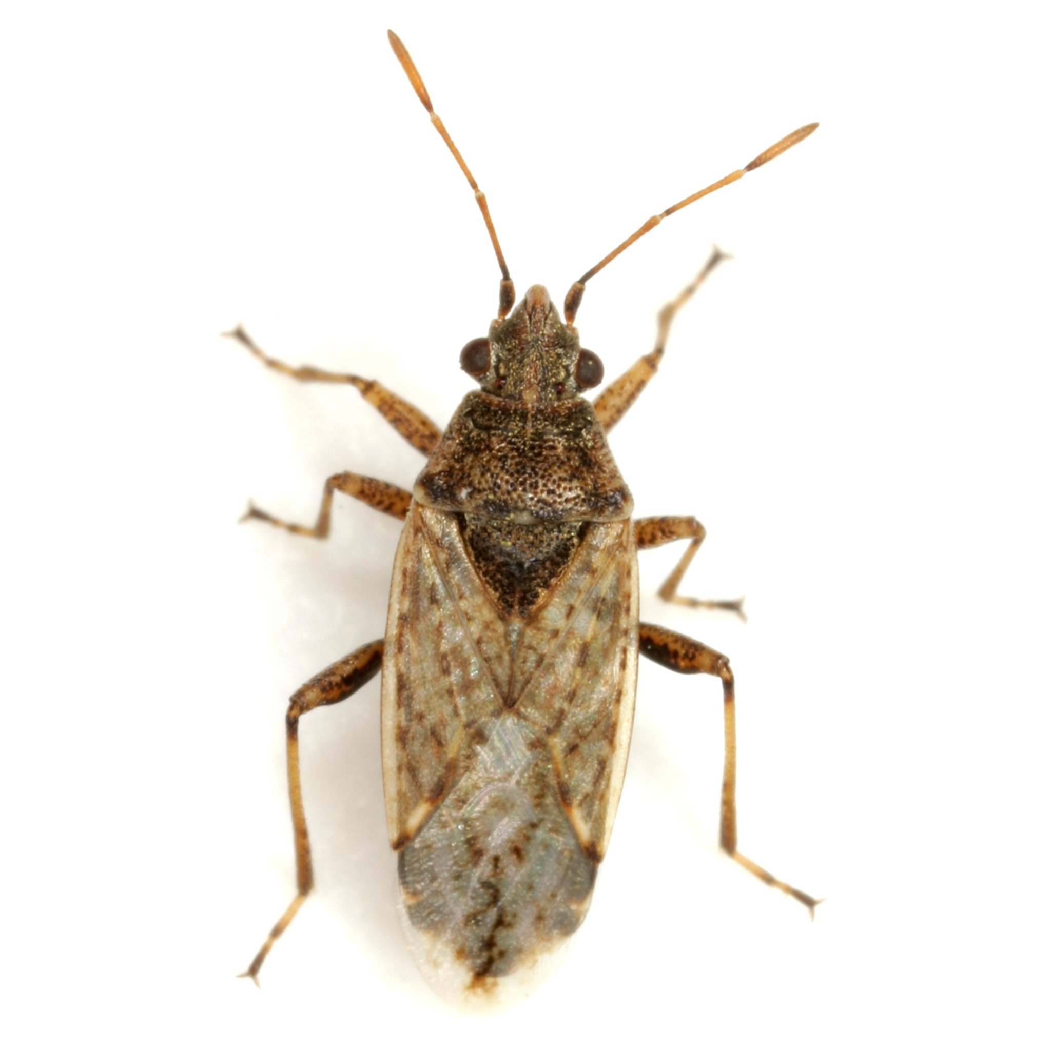 Xyonysius