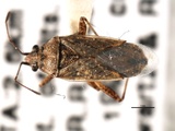 Xyonysius