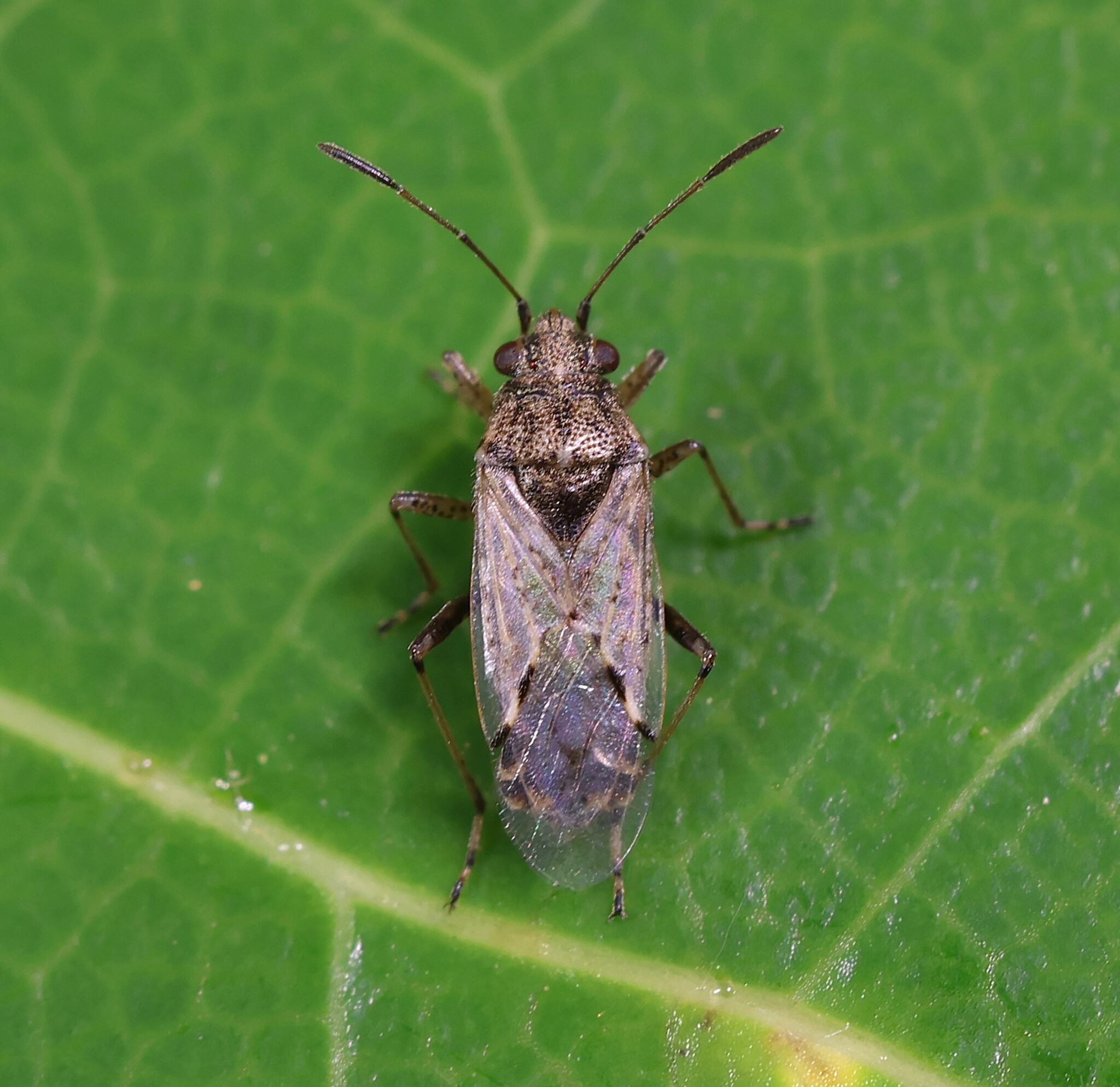 Xyonysius