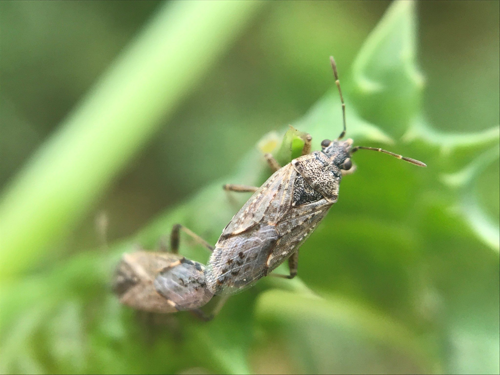 Xyonysius