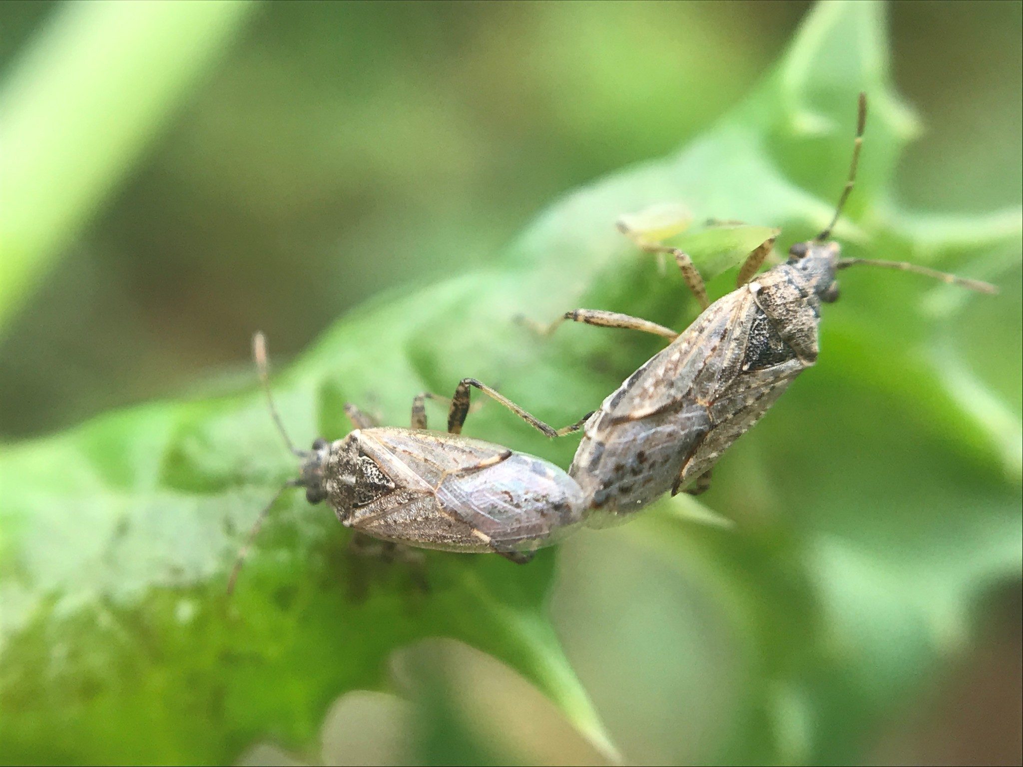 Xyonysius