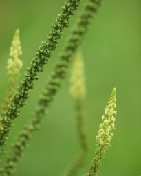 Reseda luteola