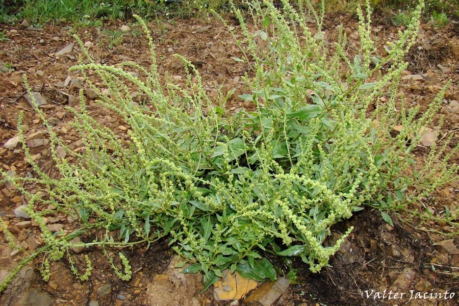 Reseda luteola