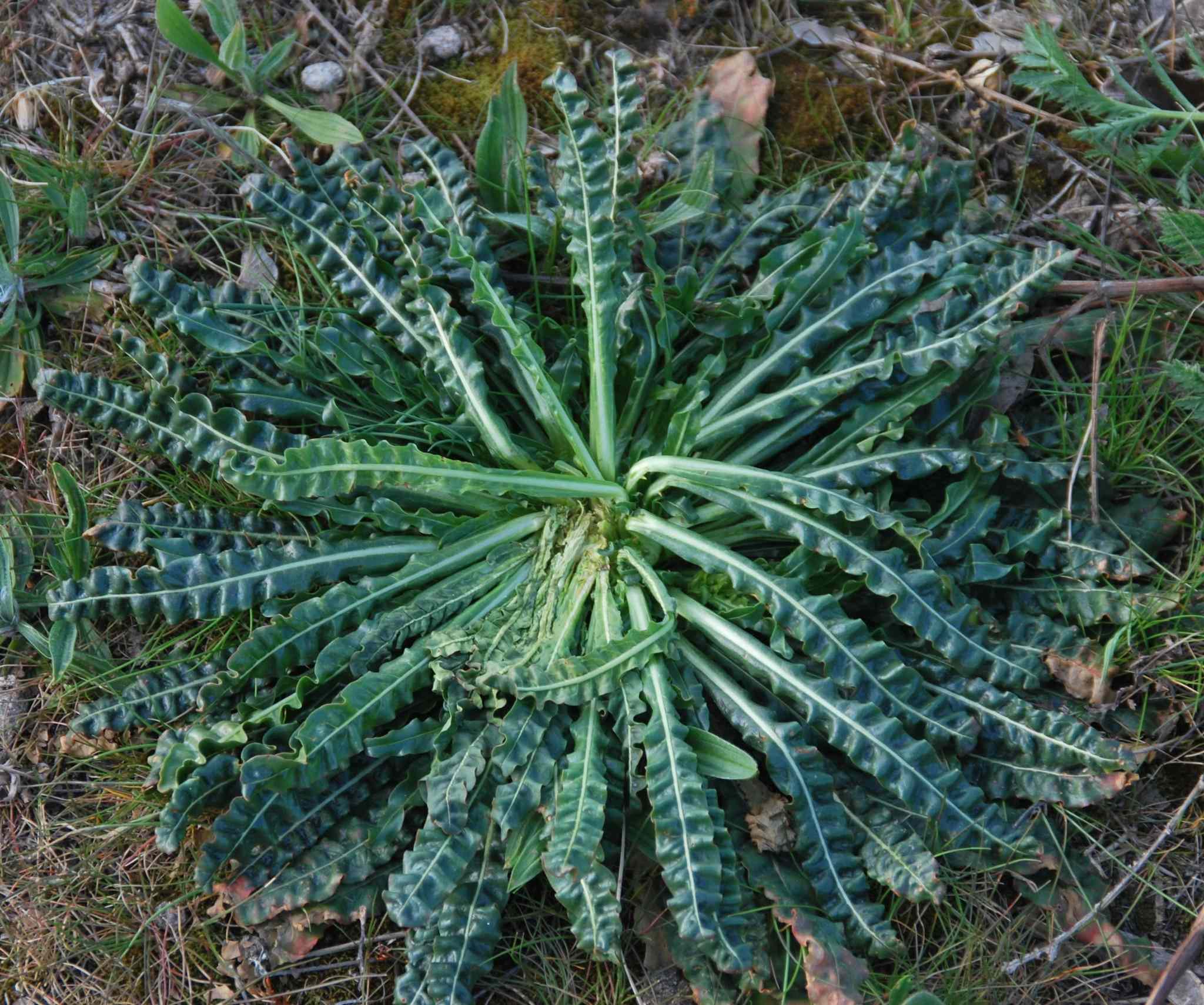 Reseda luteola