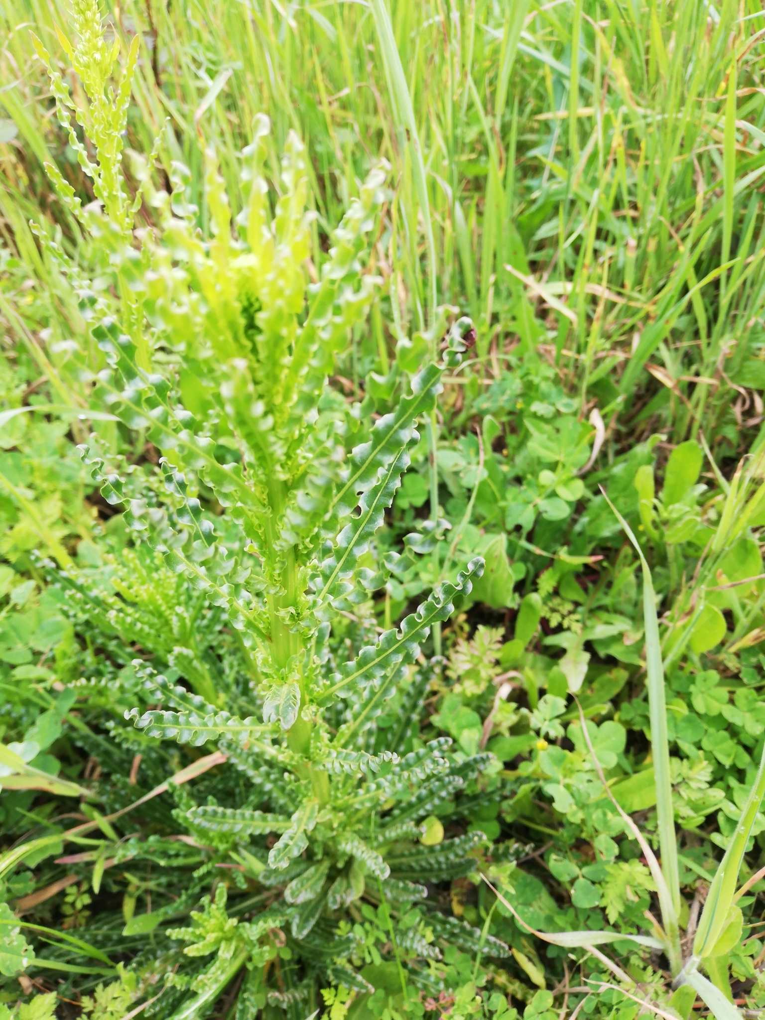 Reseda luteola