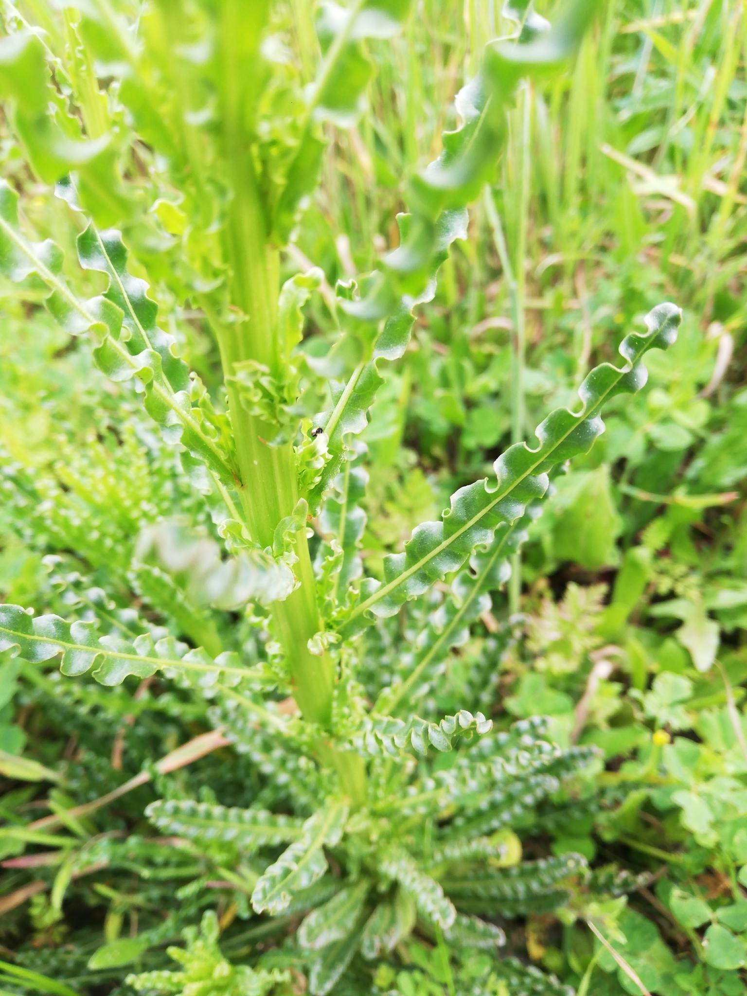 Reseda luteola