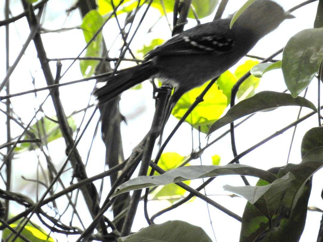 Botocudo
