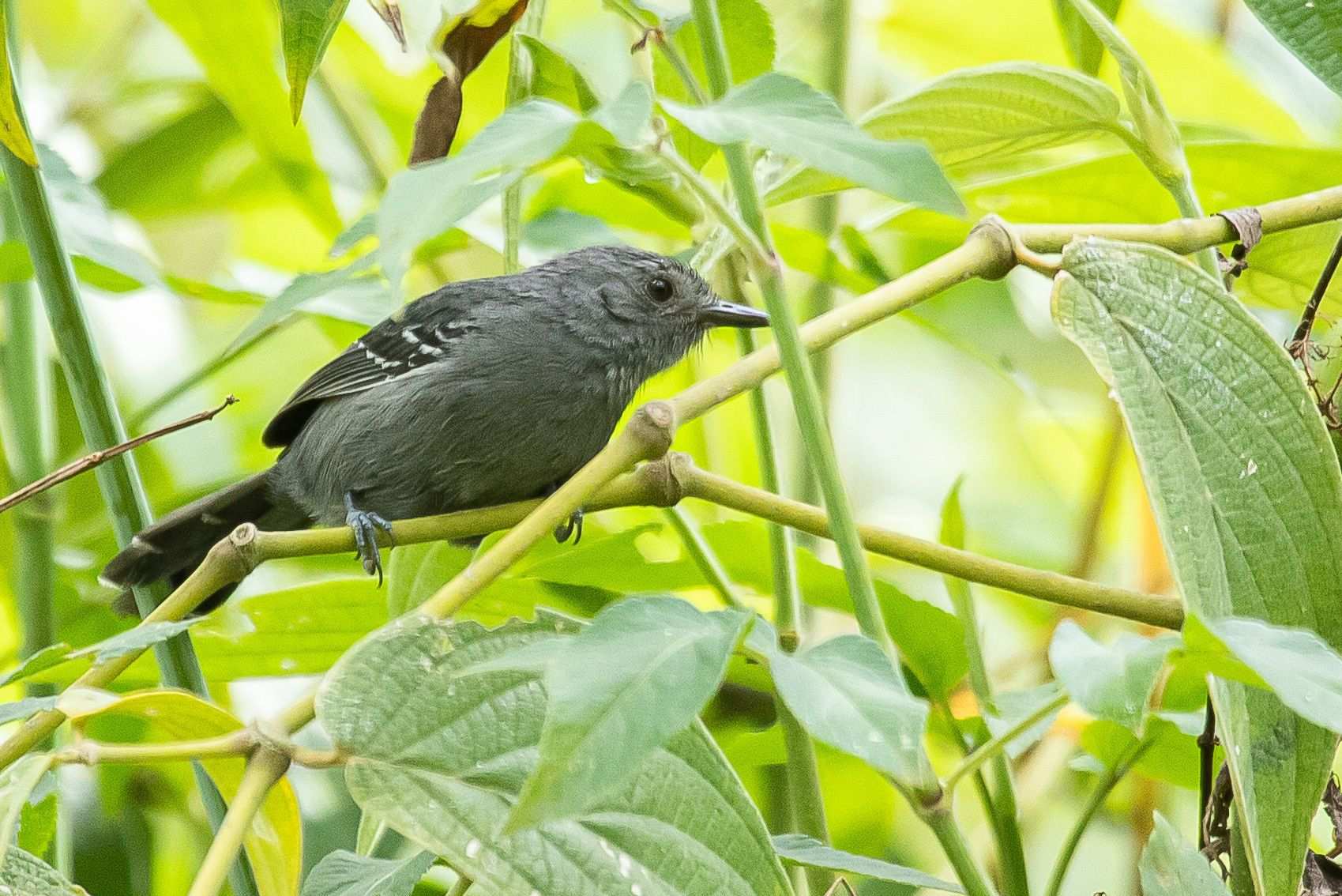 Botocudo