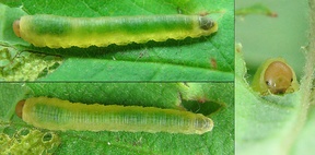 Endelomyia aethiops