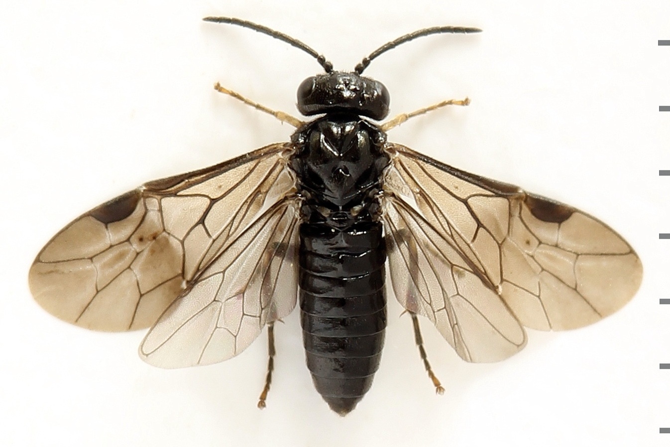 Endelomyia aethiops