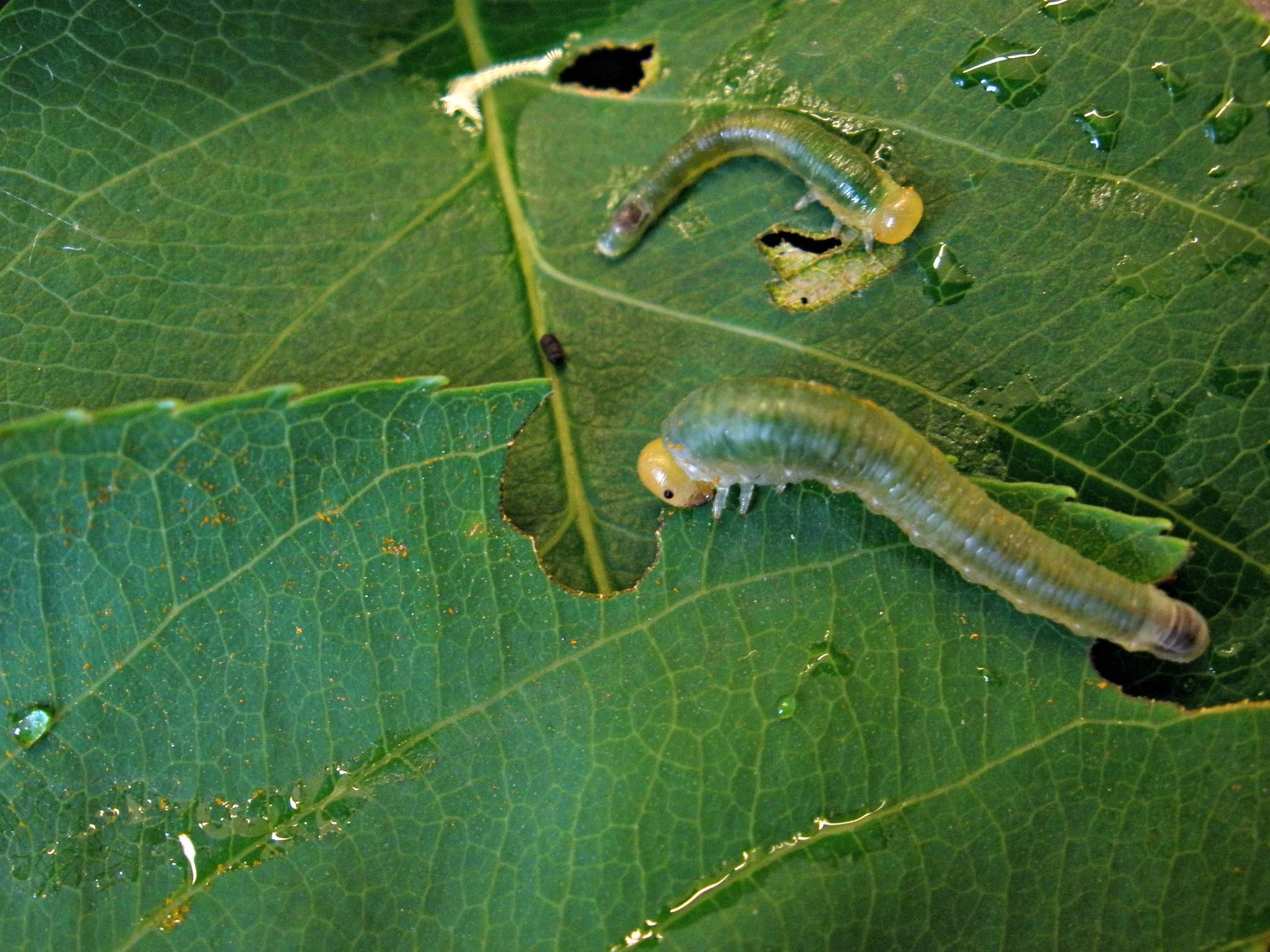 Endelomyia aethiops