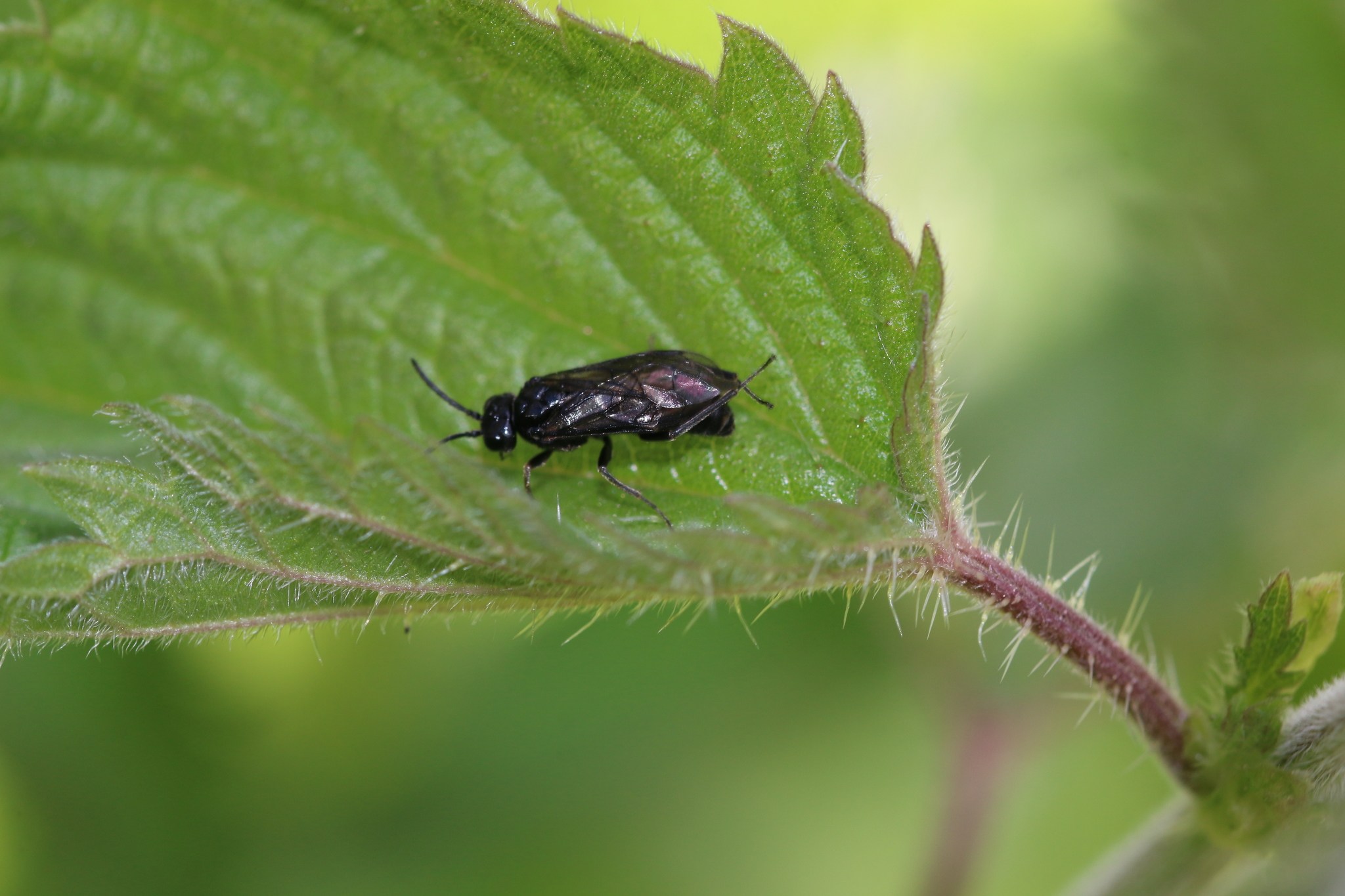 Endelomyia aethiops