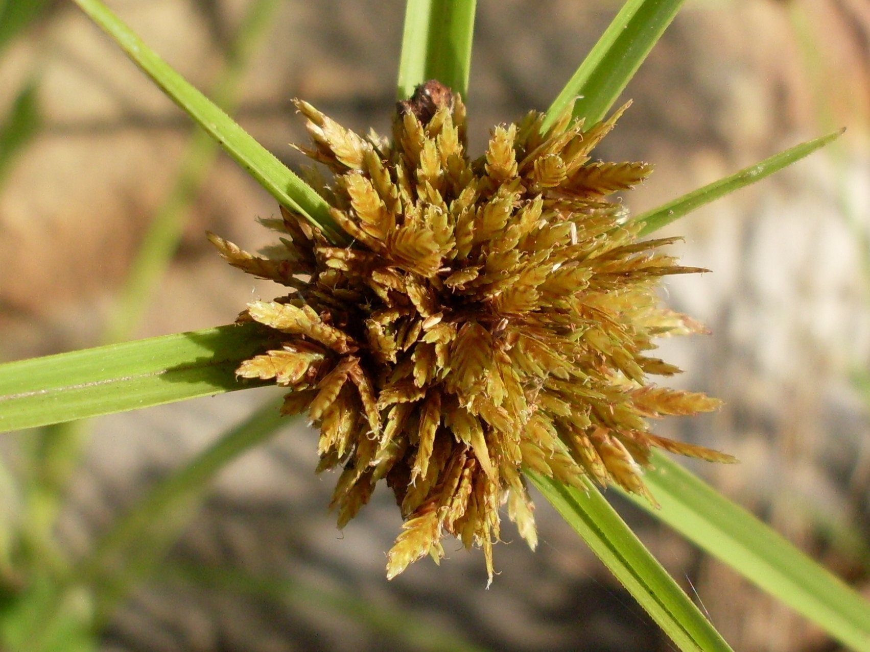 Cyperus polystachyos