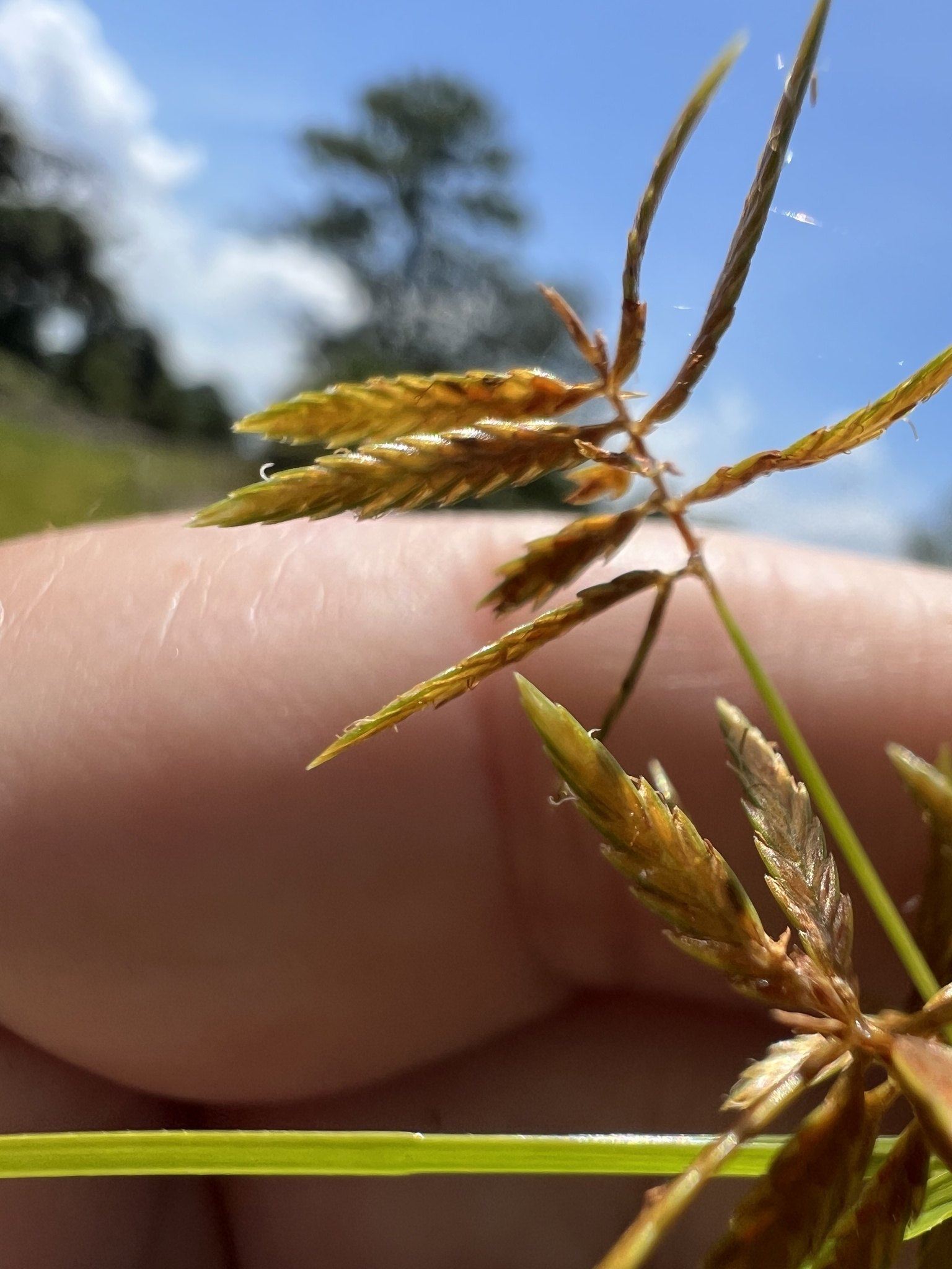 Cyperus polystachyos