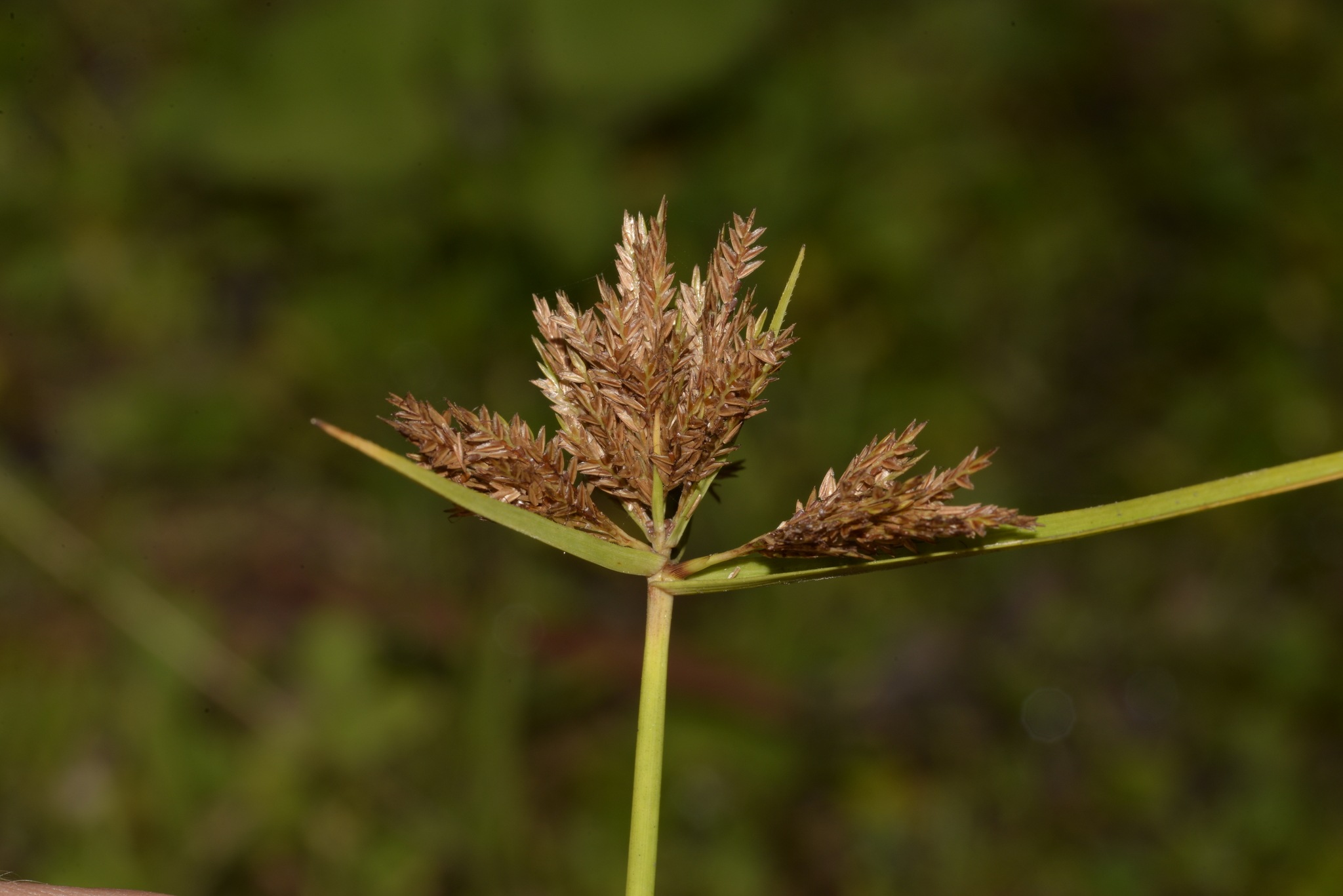 Cyperus polystachyos