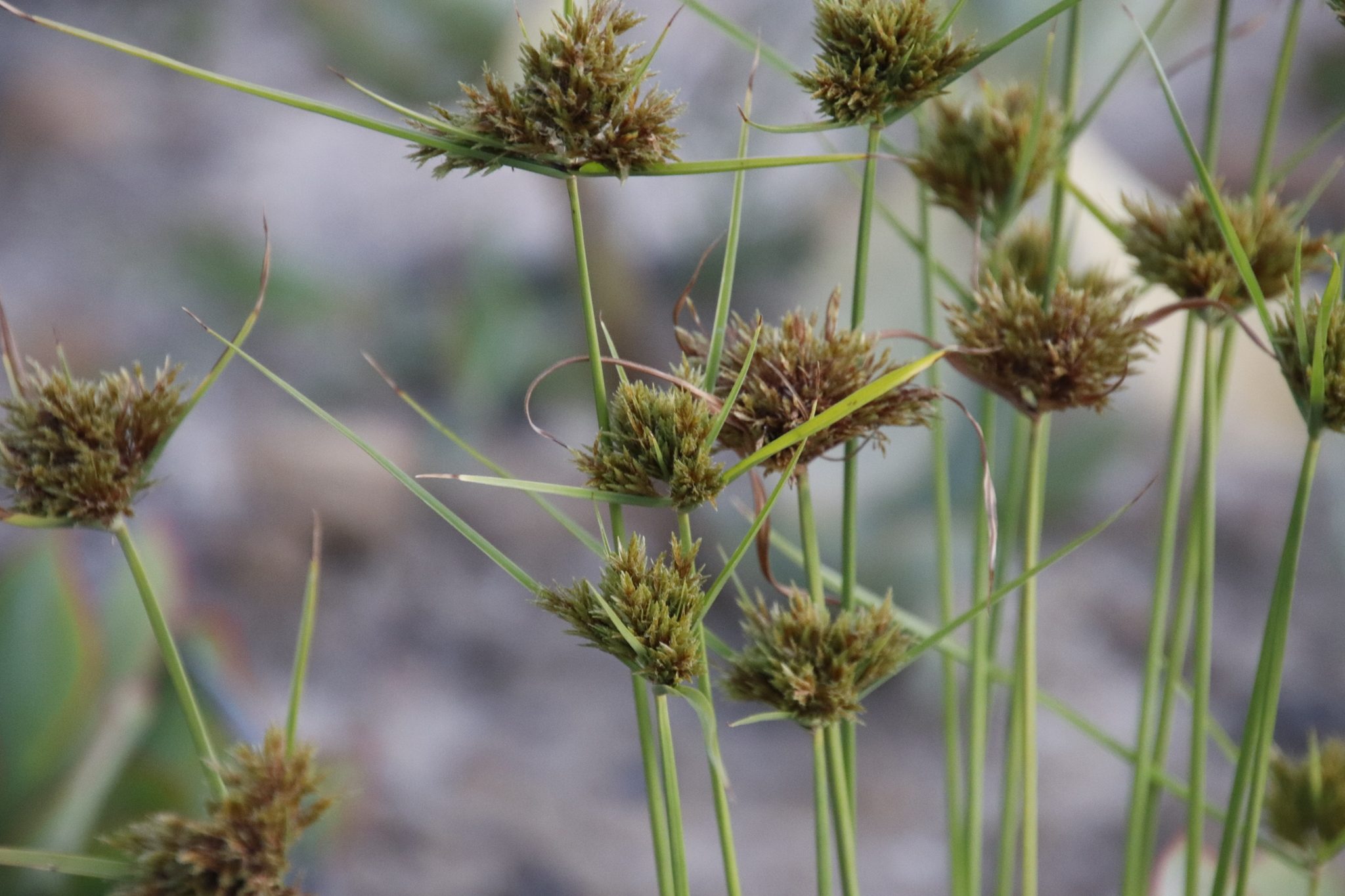 Cyperus polystachyos
