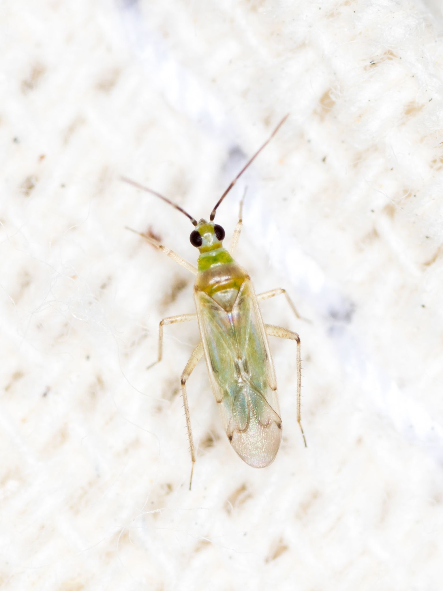 Cyrtopeltis