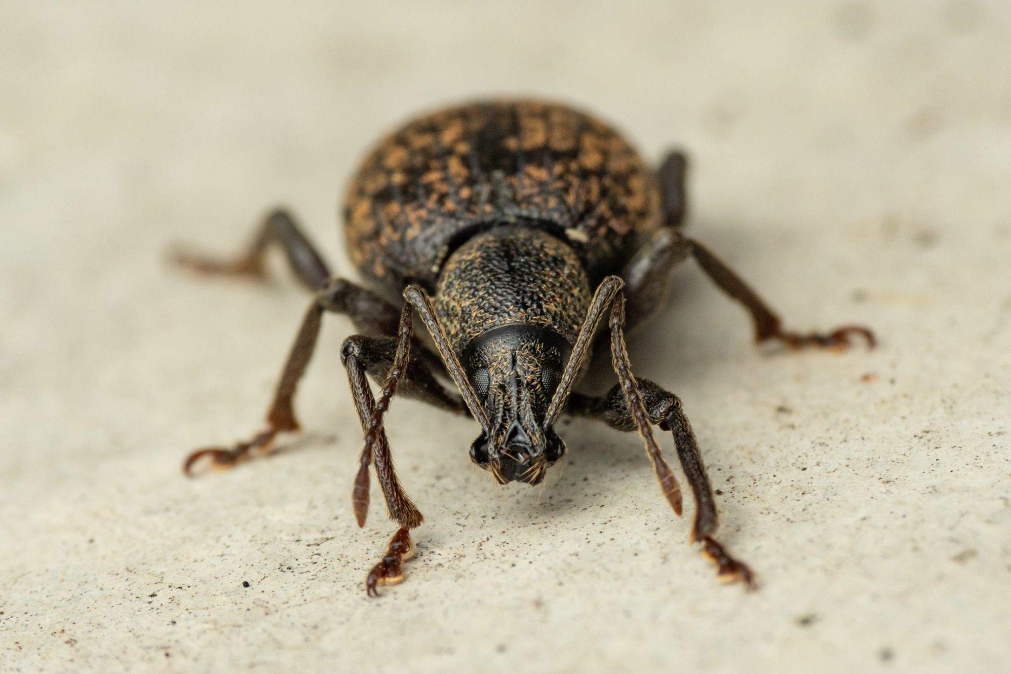 Otiorhynchus aurifer