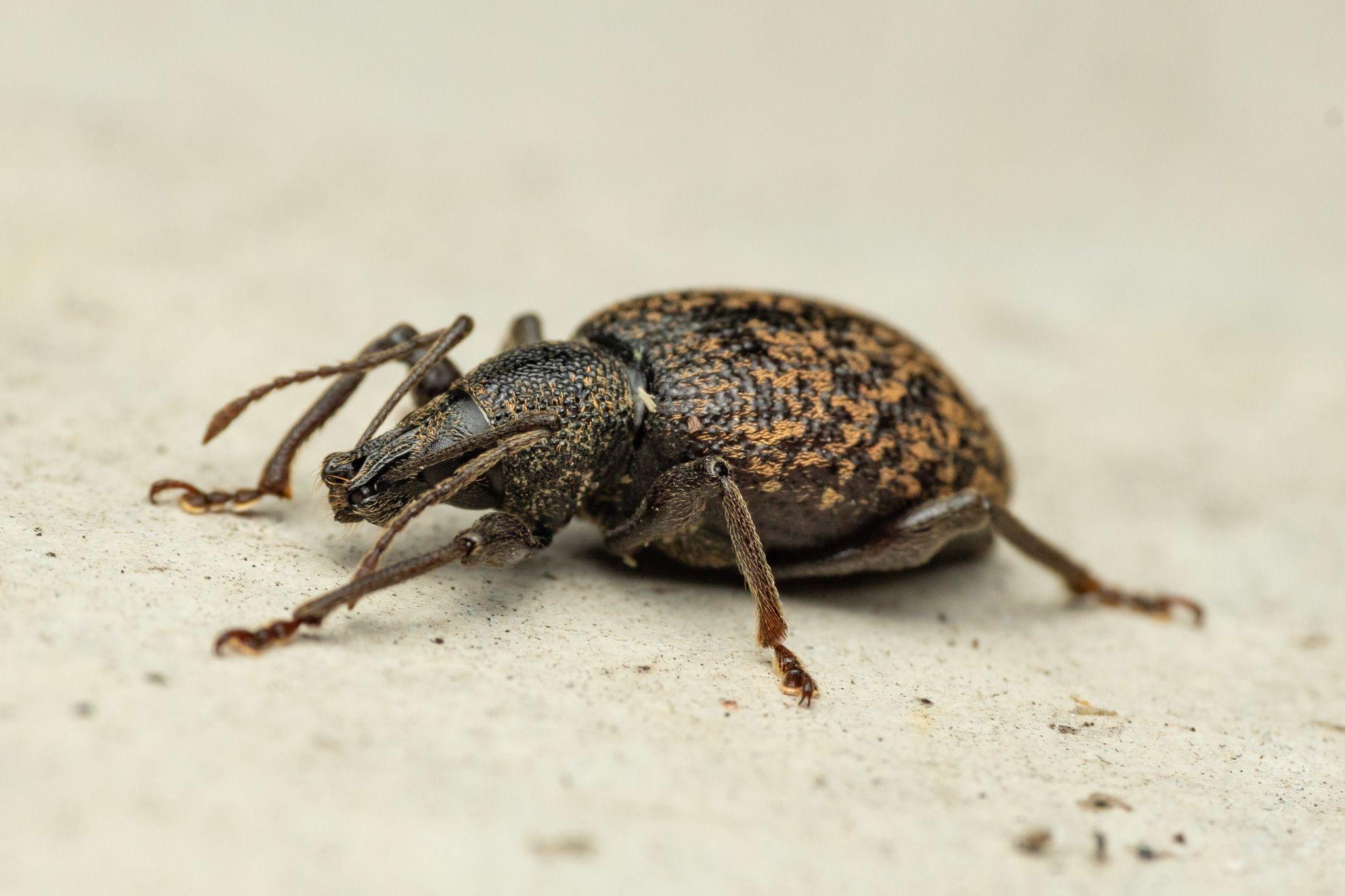 Otiorhynchus aurifer