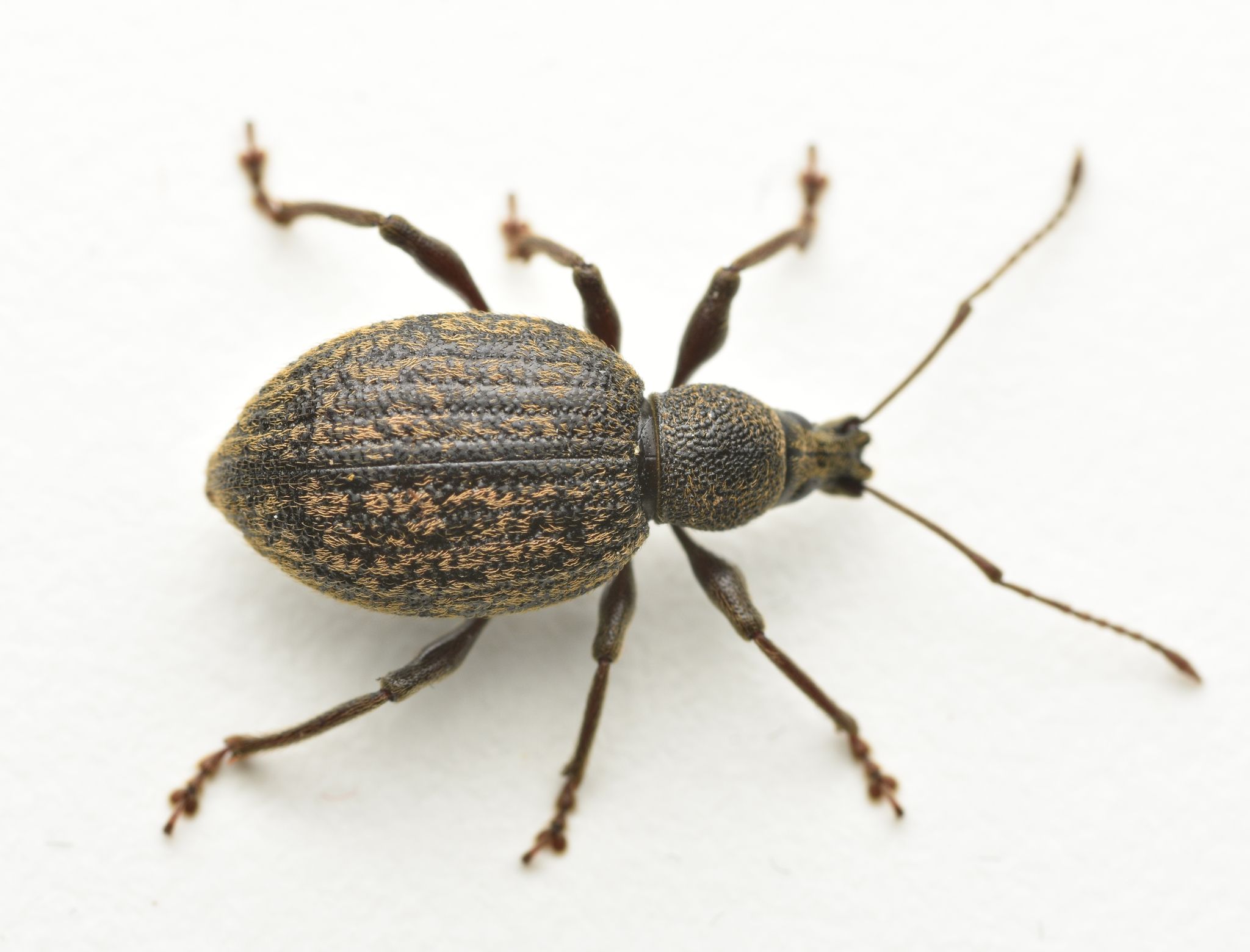 Otiorhynchus aurifer