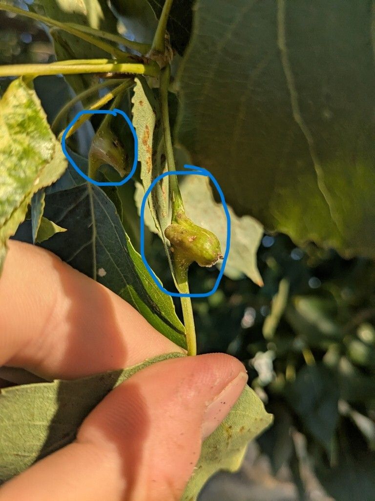 Pemphigus bursarius