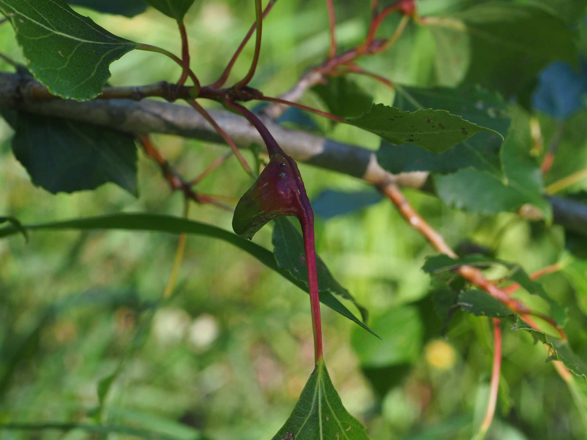 Pemphigus bursarius