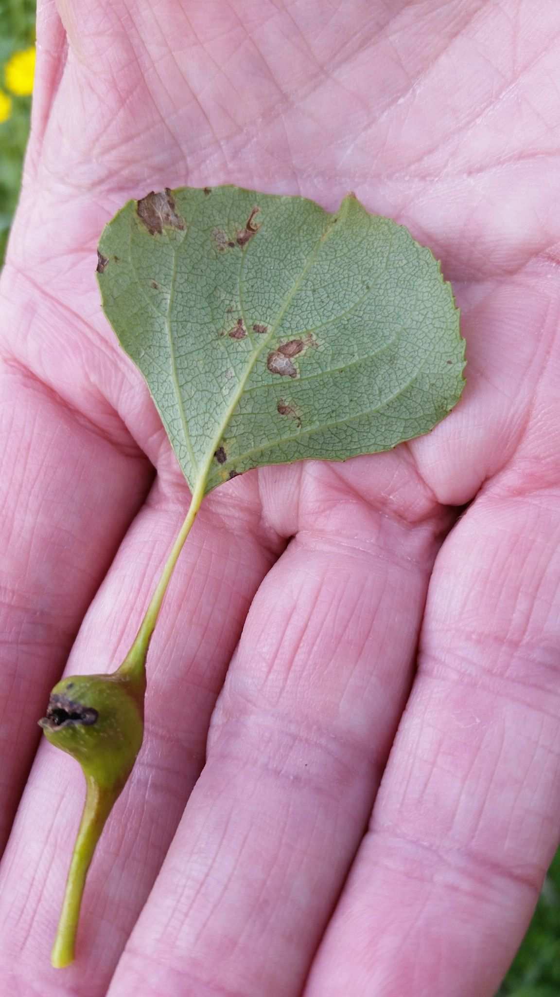 Pemphigus bursarius