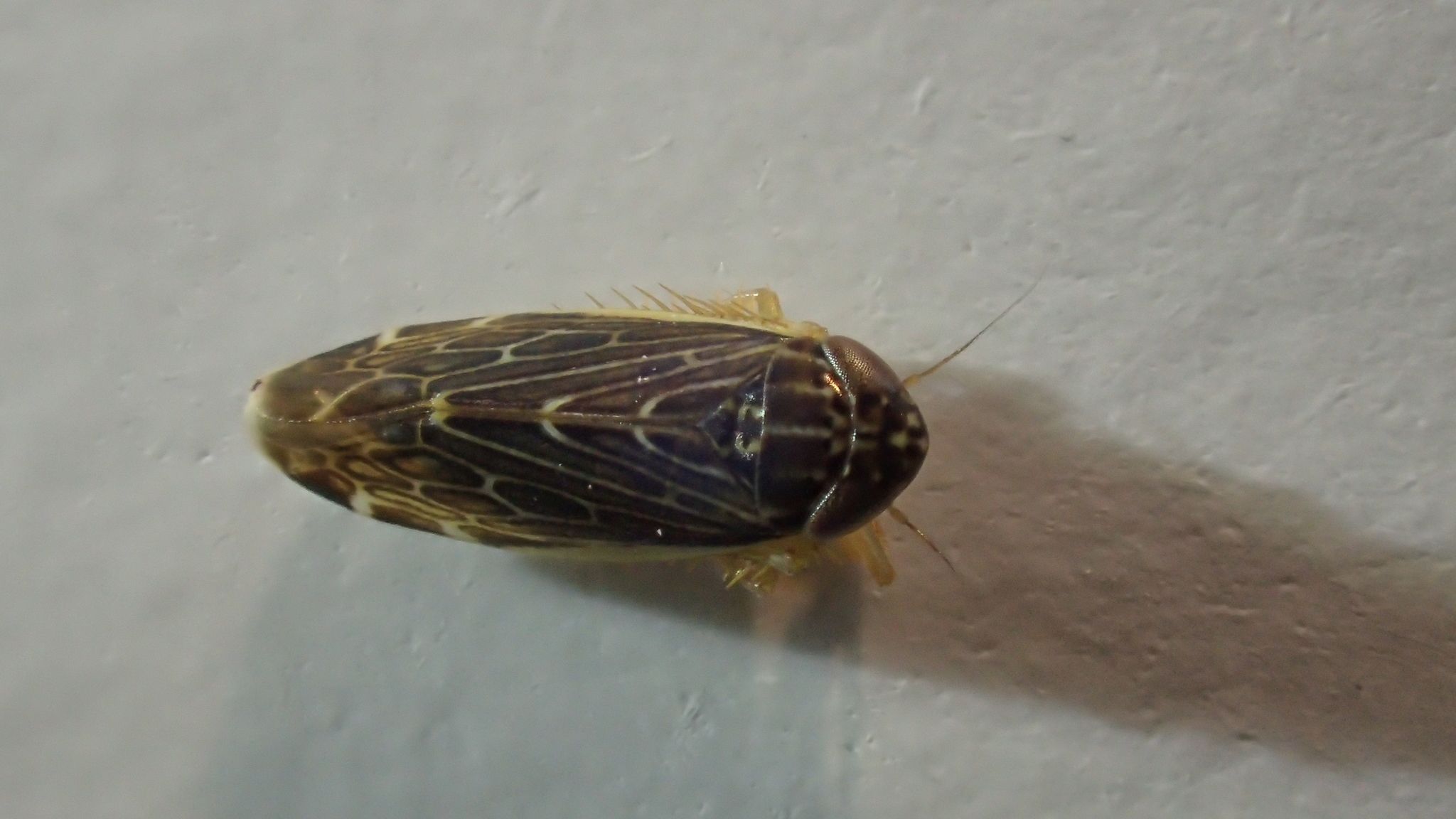 Planicephalus