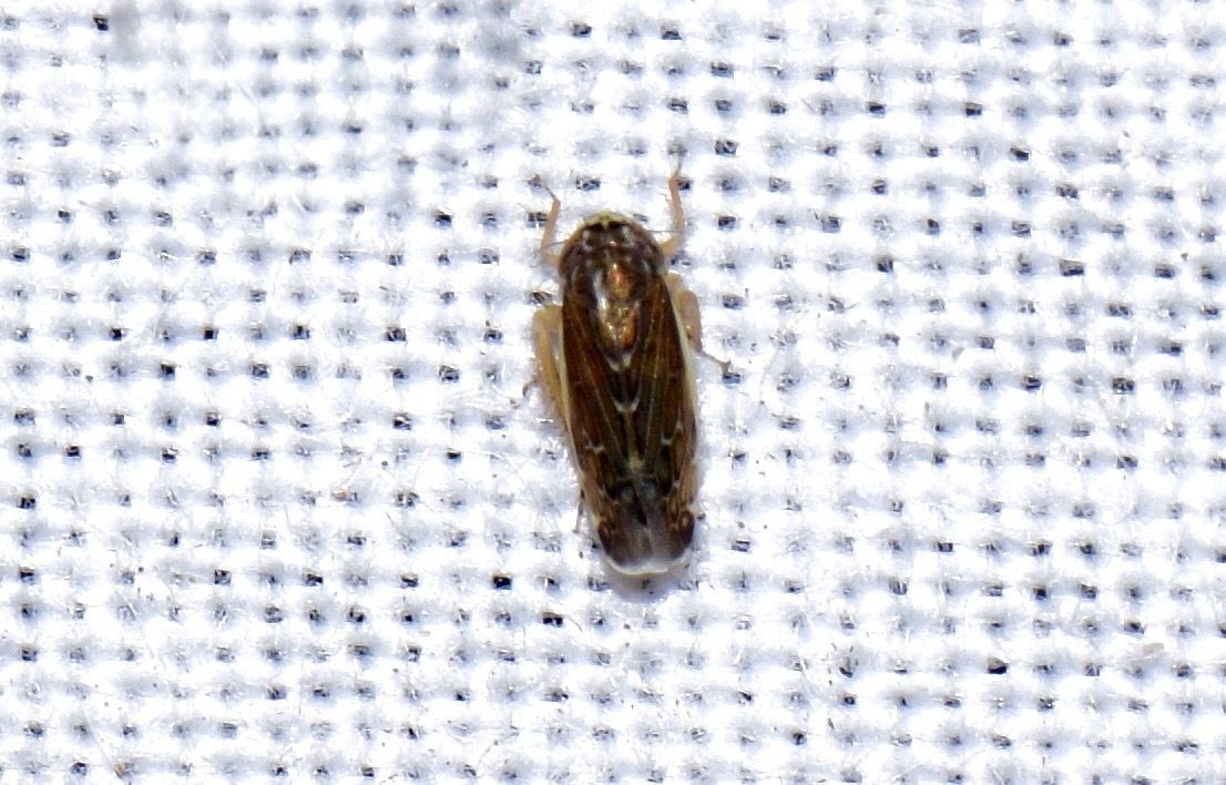 Planicephalus
