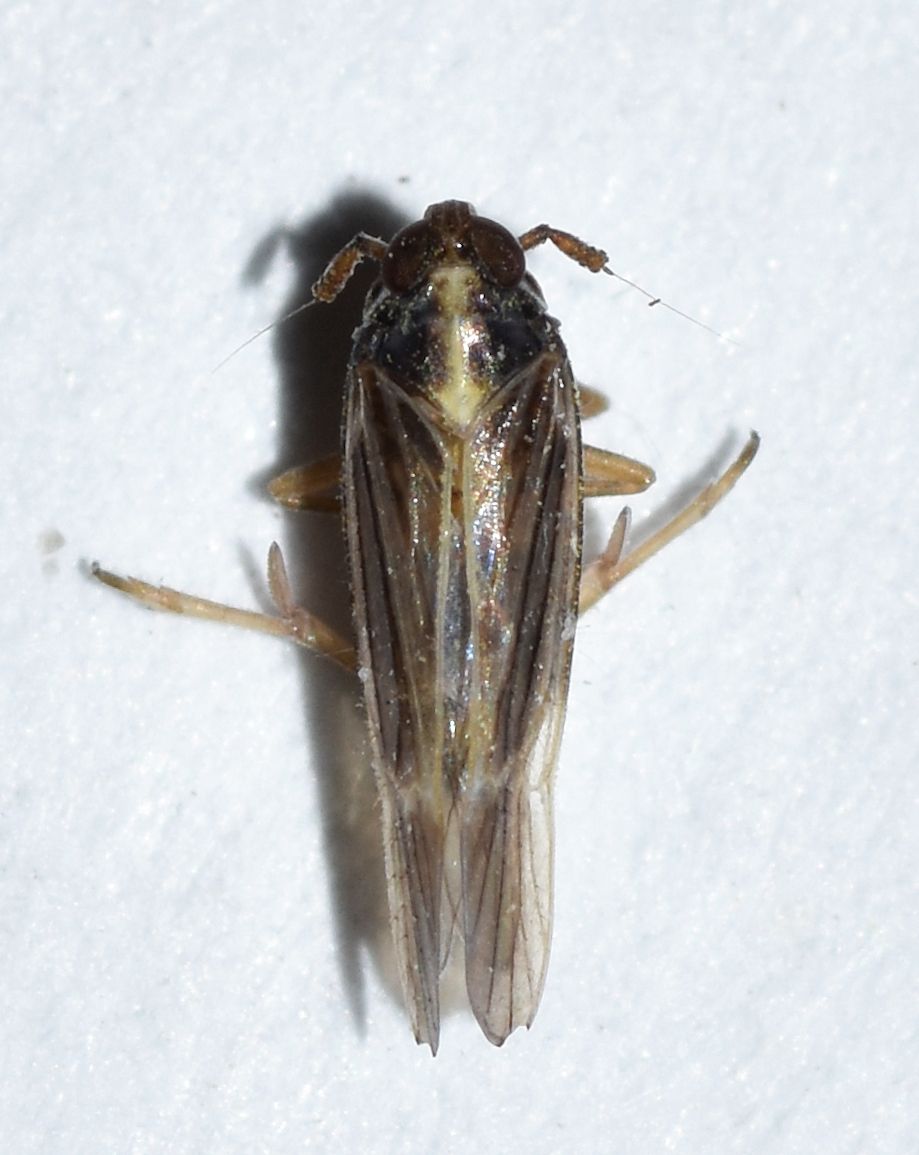 Tarophagus colocasiae
