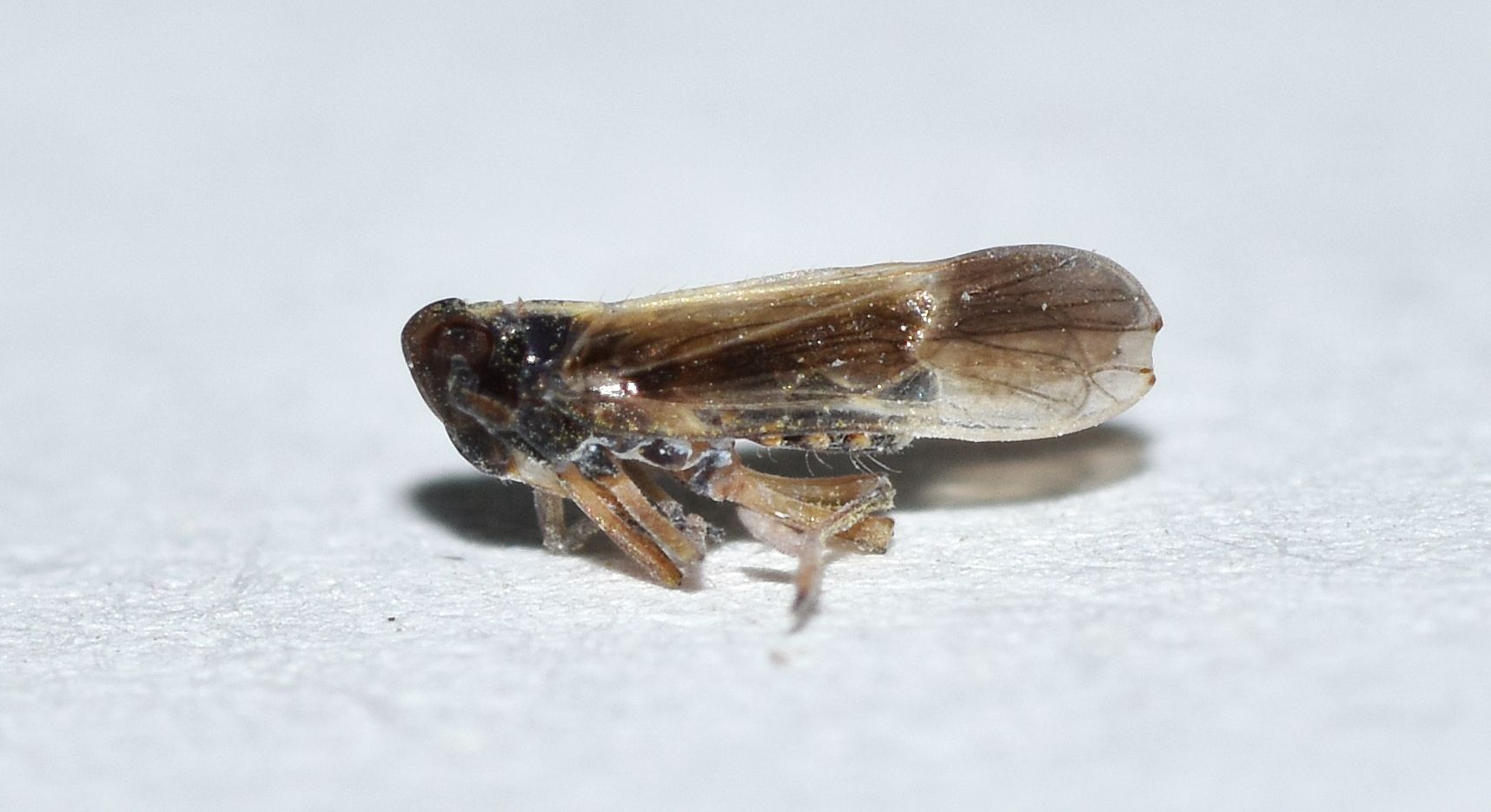 Tarophagus colocasiae