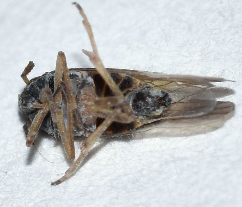 Tarophagus colocasiae