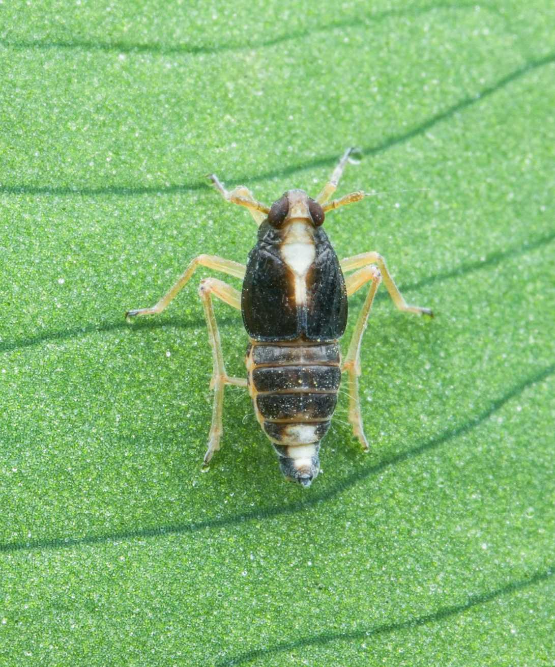 Tarophagus colocasiae