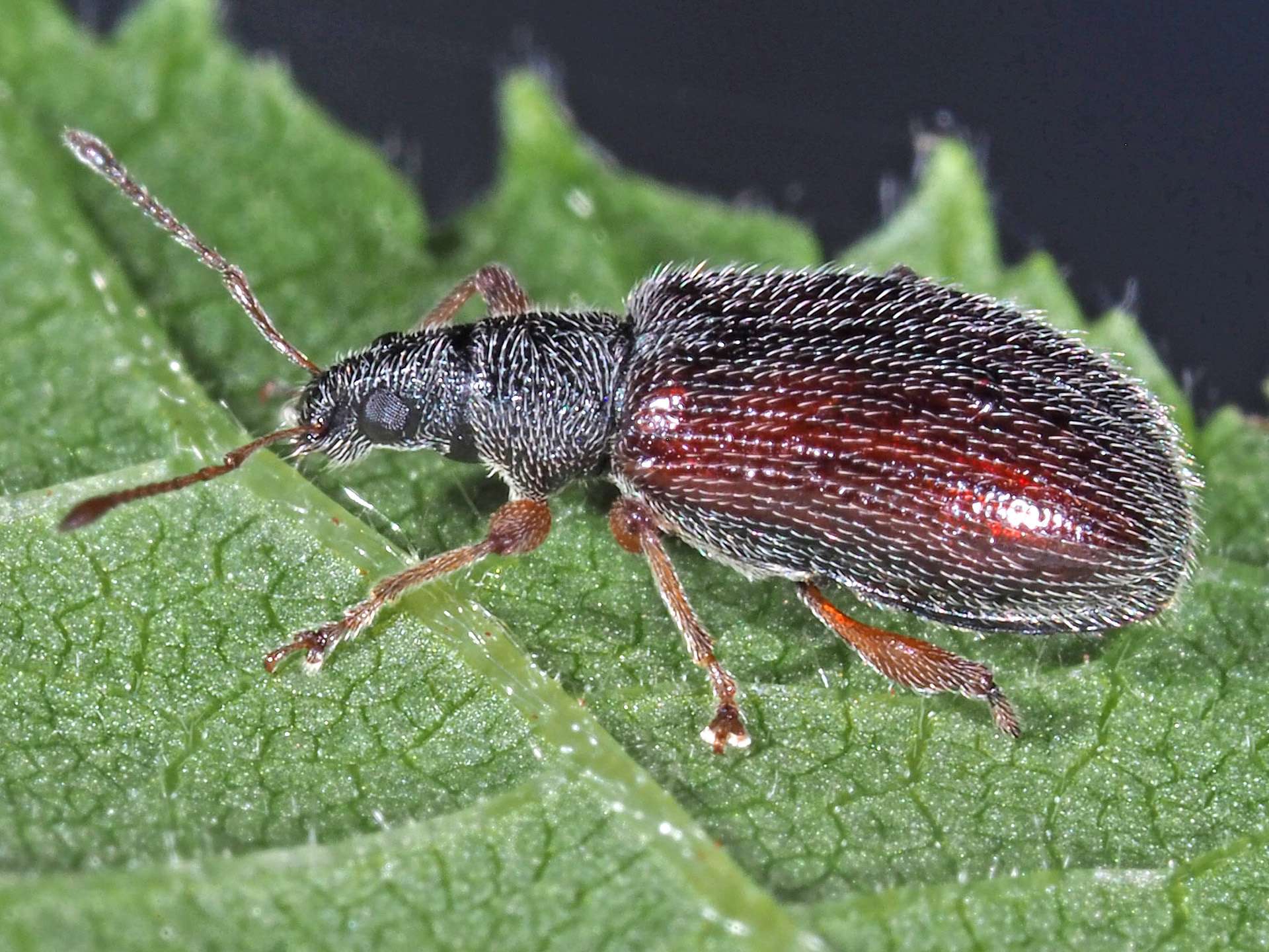 Phyllobius oblongus