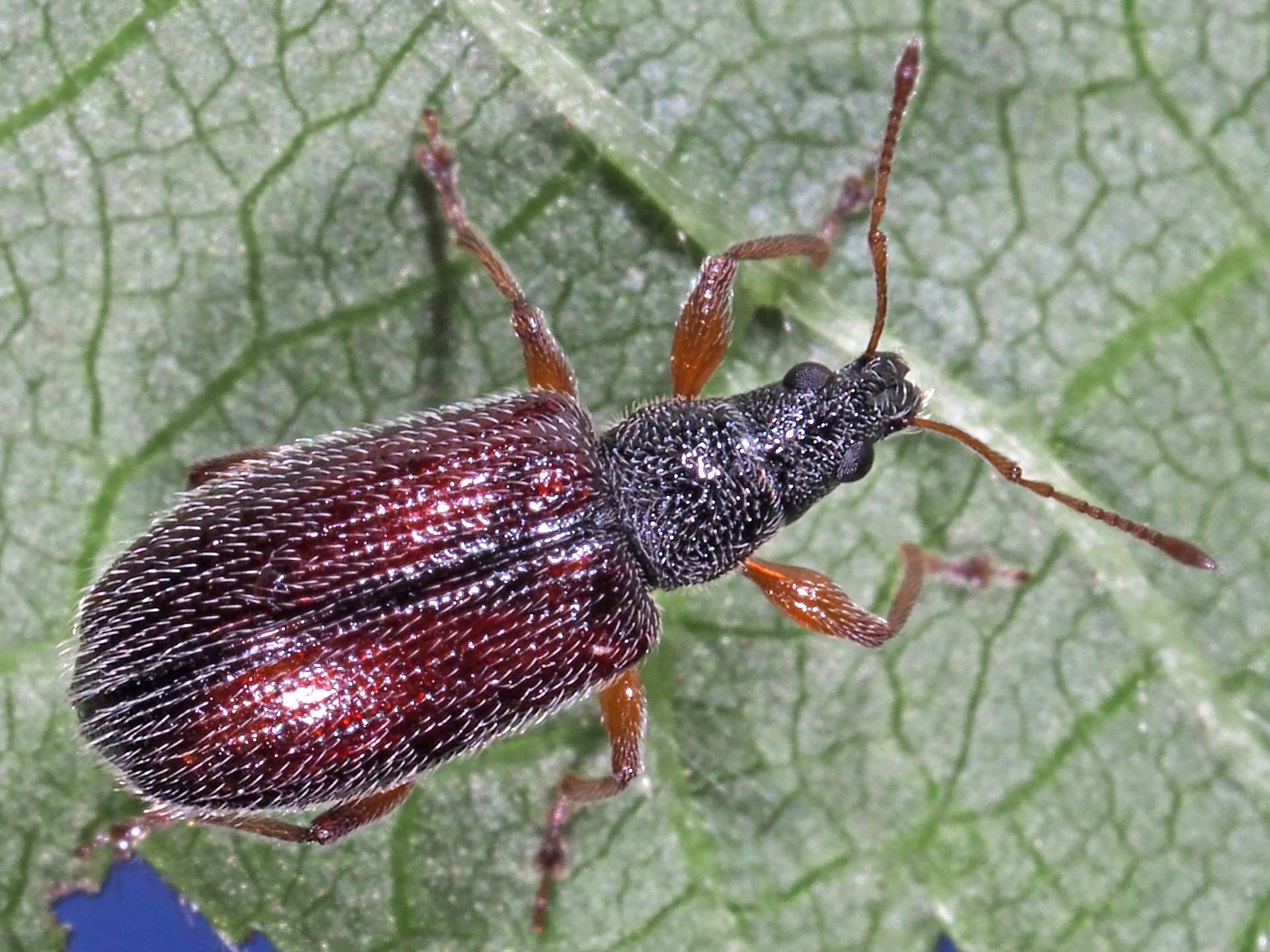 Phyllobius oblongus