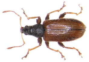 Phyllobius oblongus