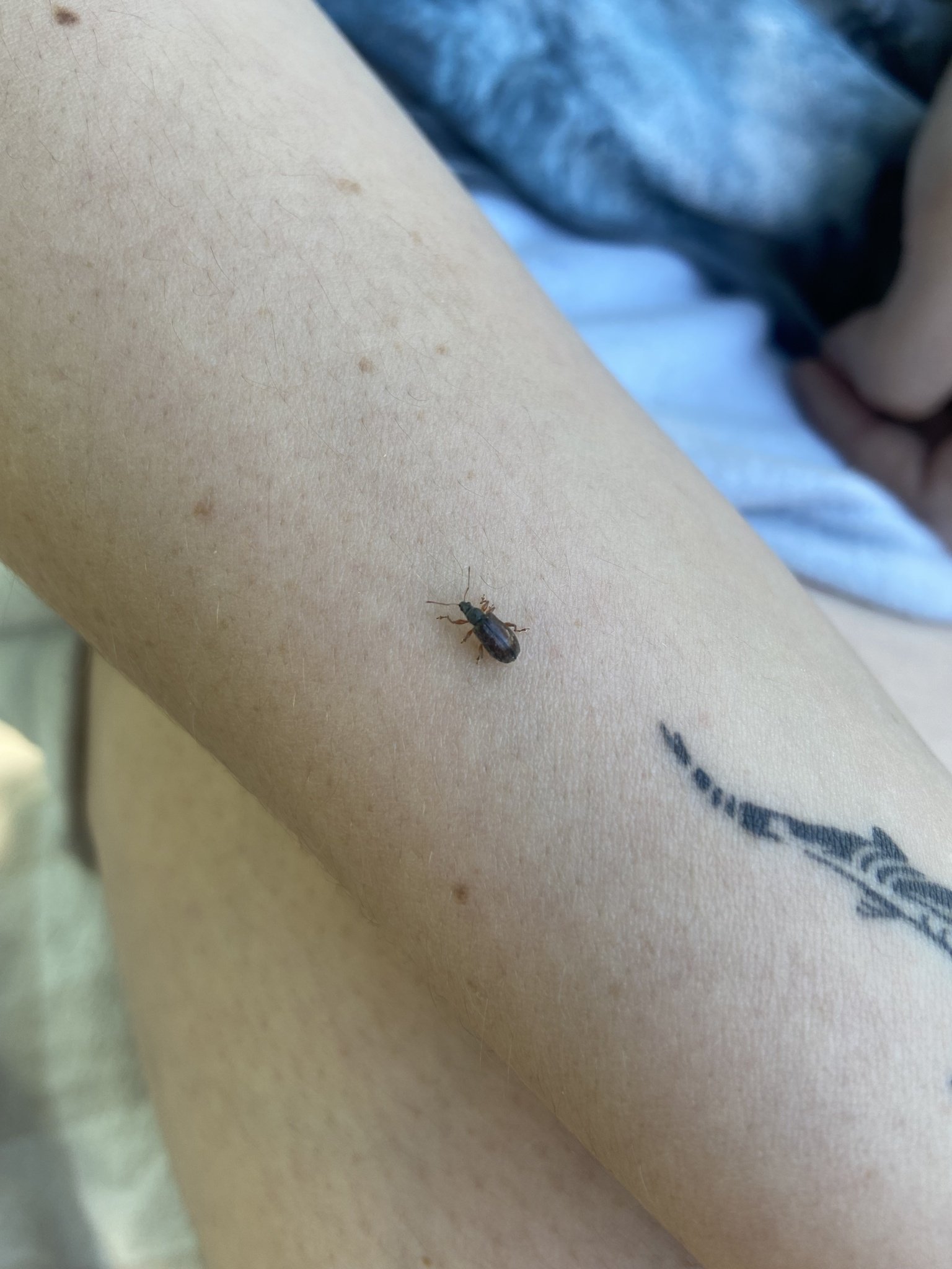 Phyllobius oblongus
