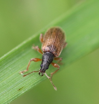 Phyllobius oblongus
