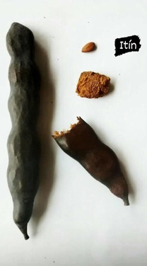 Neltuma kuntzei