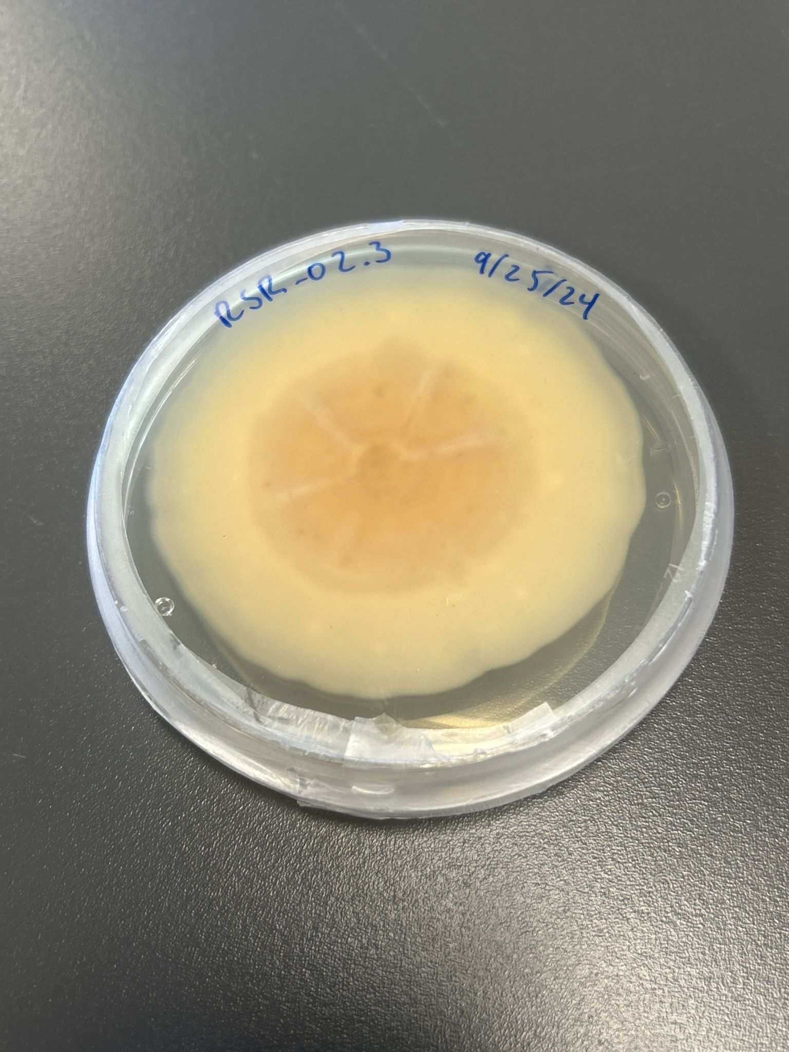 Paraphaeosphaeria