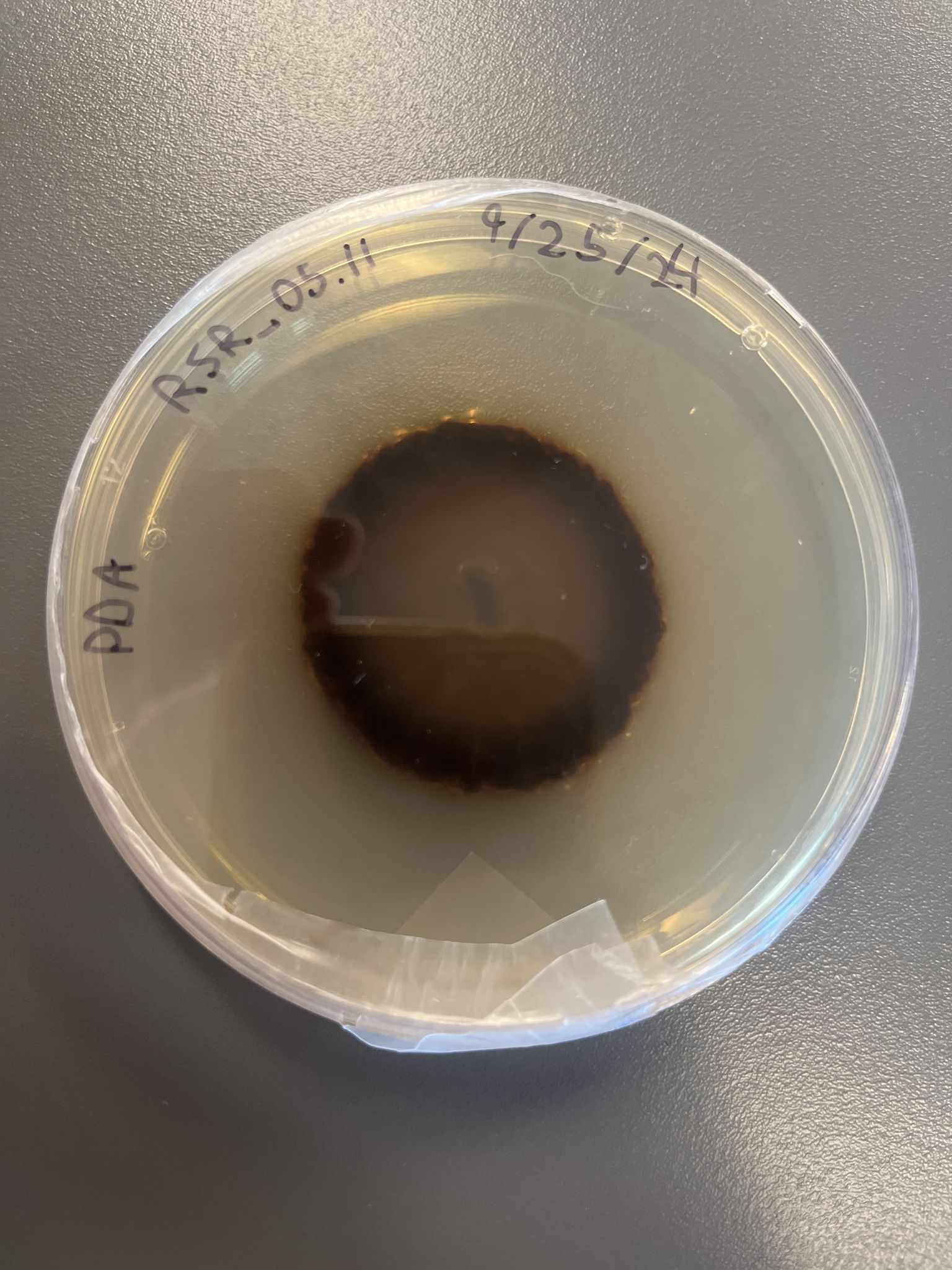 Paraphaeosphaeria