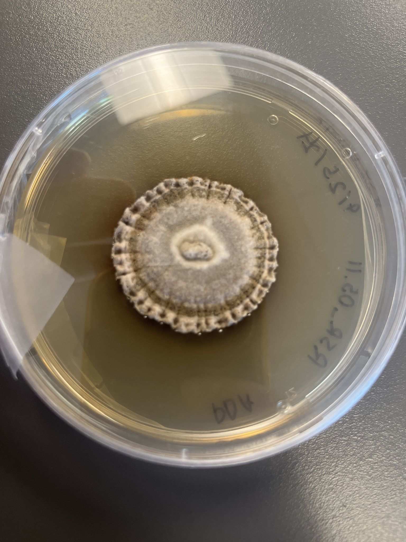 Paraphaeosphaeria