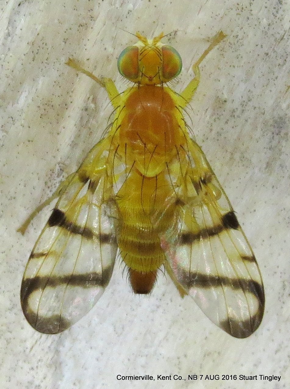 Rhagoletis basiola