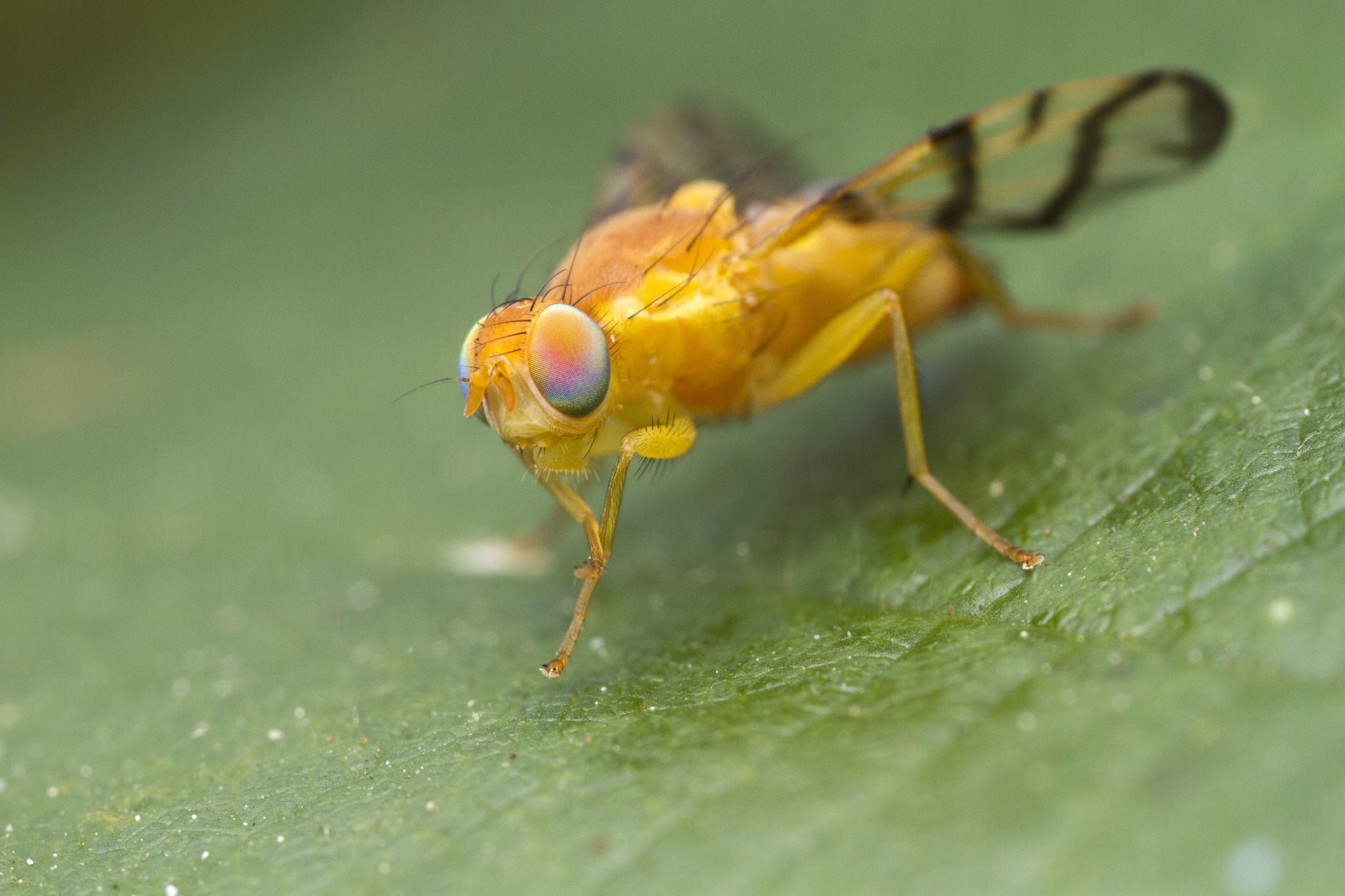 Rhagoletis basiola