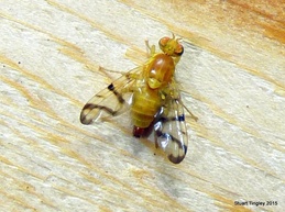 Rhagoletis basiola